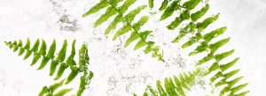 ferns_2.jpg