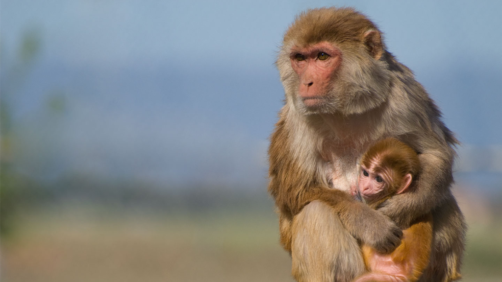 Monkeys_UCDavis-1024x576.png