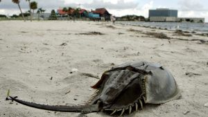 horseshoecrab-1024x576.jpg