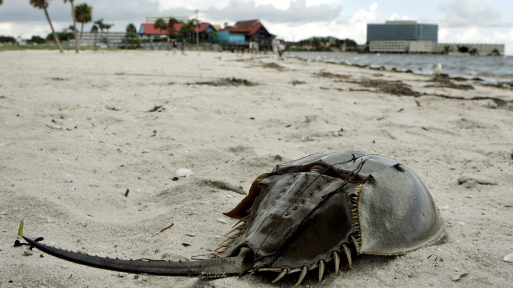 horseshoecrab-1024x576.jpg