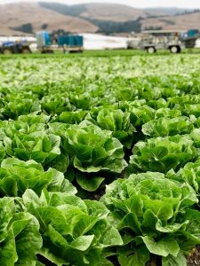 romaine-lettuce-farm.jpeg