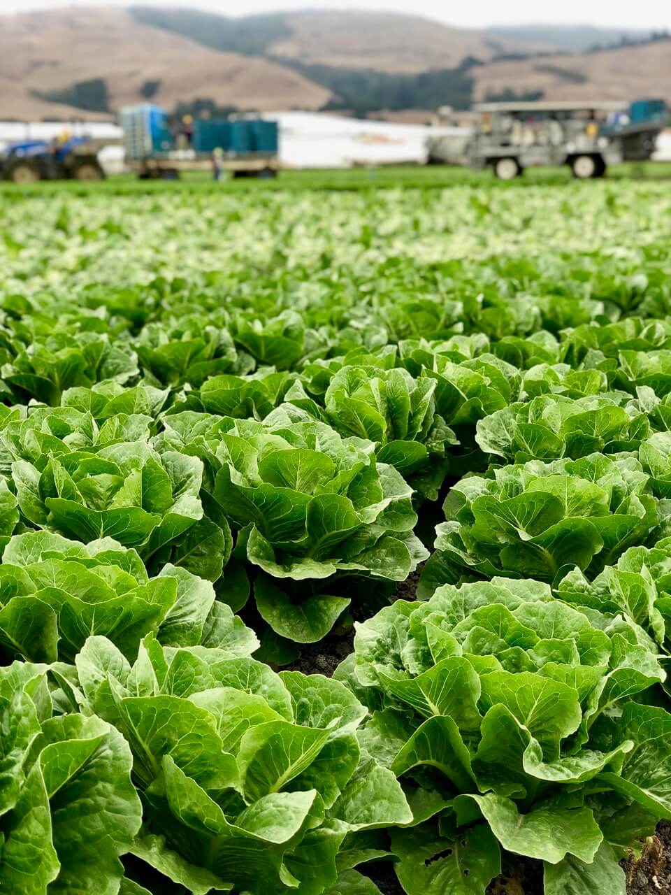 romaine-lettuce-farm.jpeg