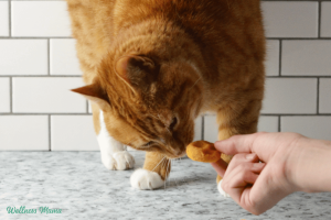 cat-treats-1.png