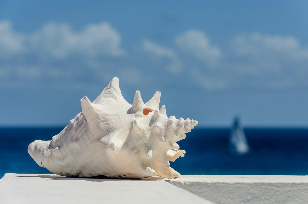 conch-shell.jpg