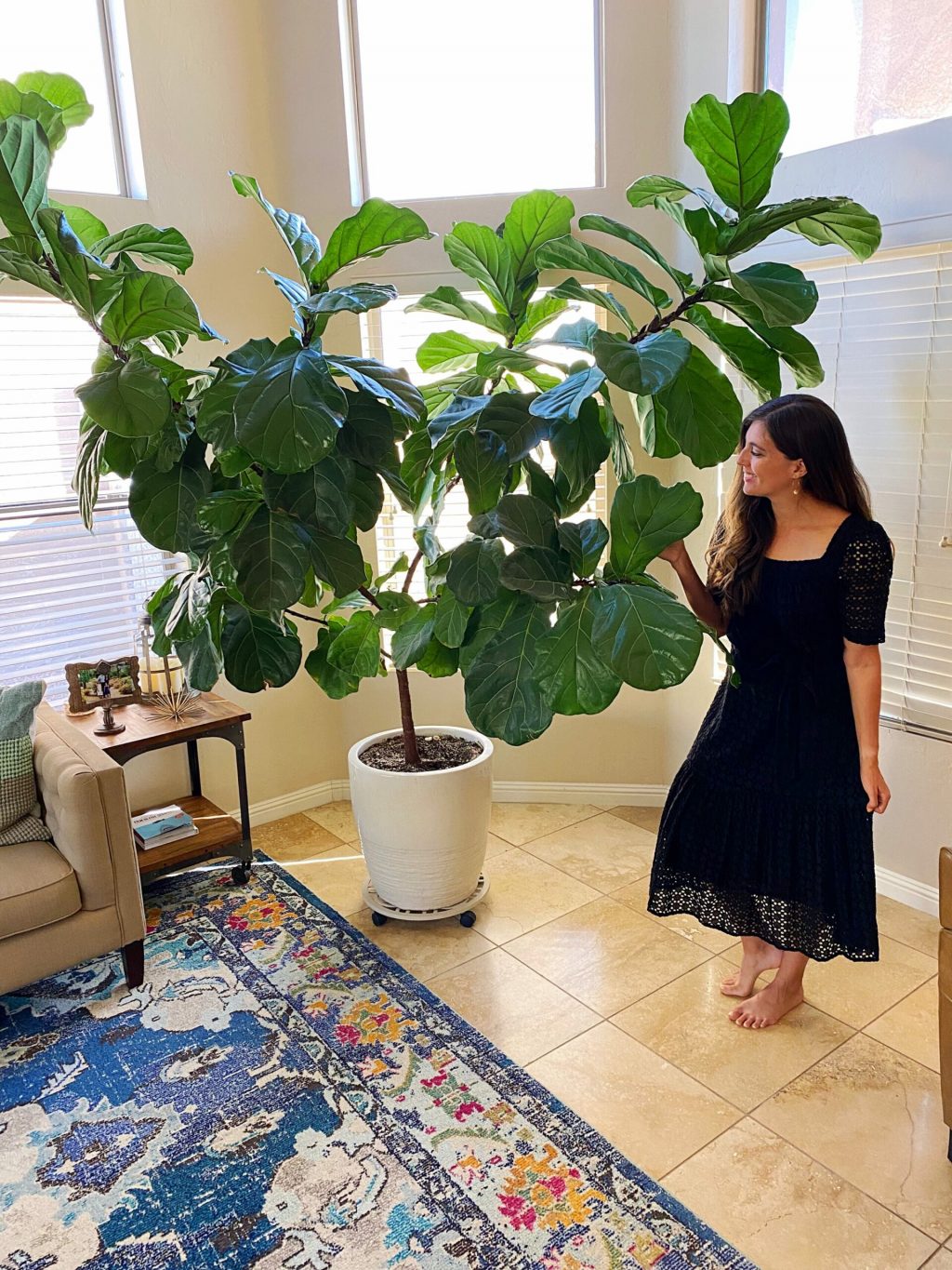 taking-care-of-fiddle-leaf-fig.jpg