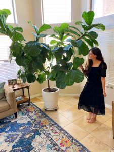 taking-care-of-fiddle-leaf-fig.jpg