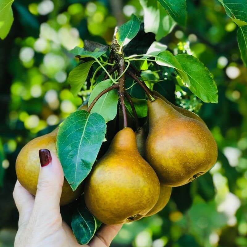 pear-cropped.jpg